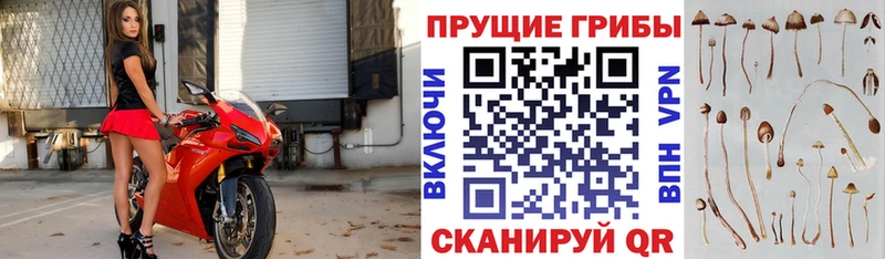 где найти   Полтавская  Галлюциногенные грибы Cubensis 